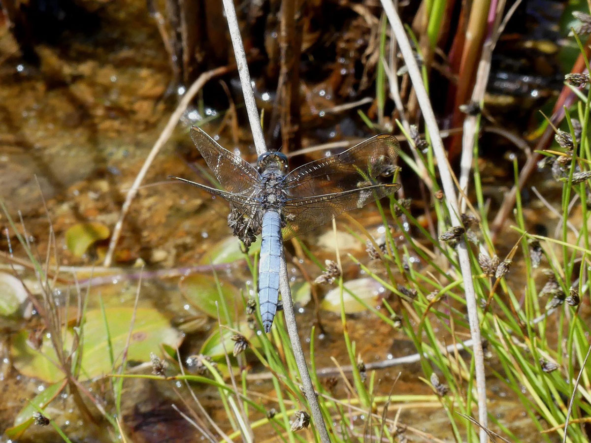 Orthetrum_coerulescens